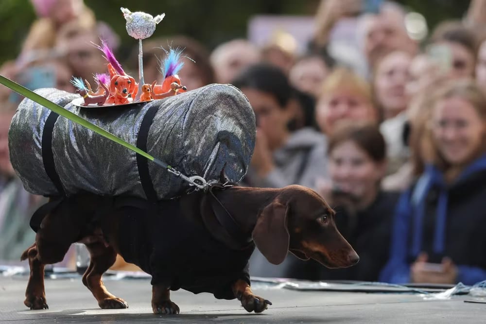 Perros salchicha cerca de ser prohibidos imagen de la publicación