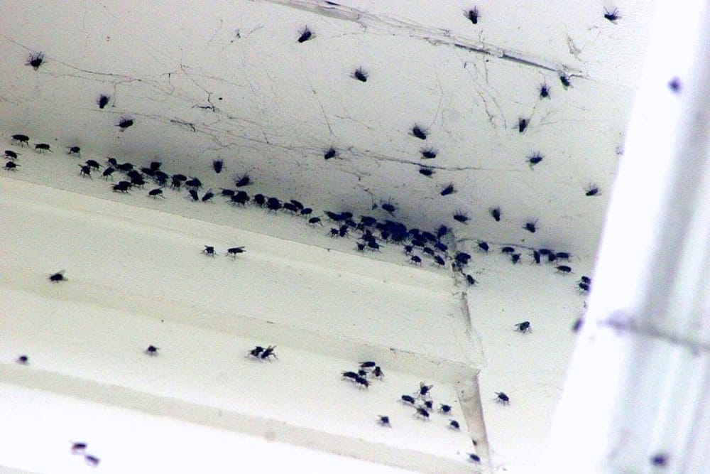 Medidas para controlar moscas: Mesa técnica en Los Santos y Piedecuesta imagen de la publicación