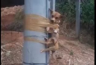 Desadaptado amarró a un perrito con cinta en El Llanito imagen de la publicación