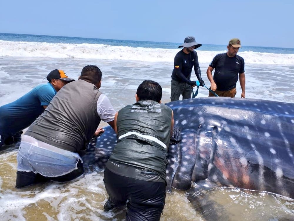 Tiburón ballena fue rescatado gracias a esfuerzos comunitarios imagen de la publicación