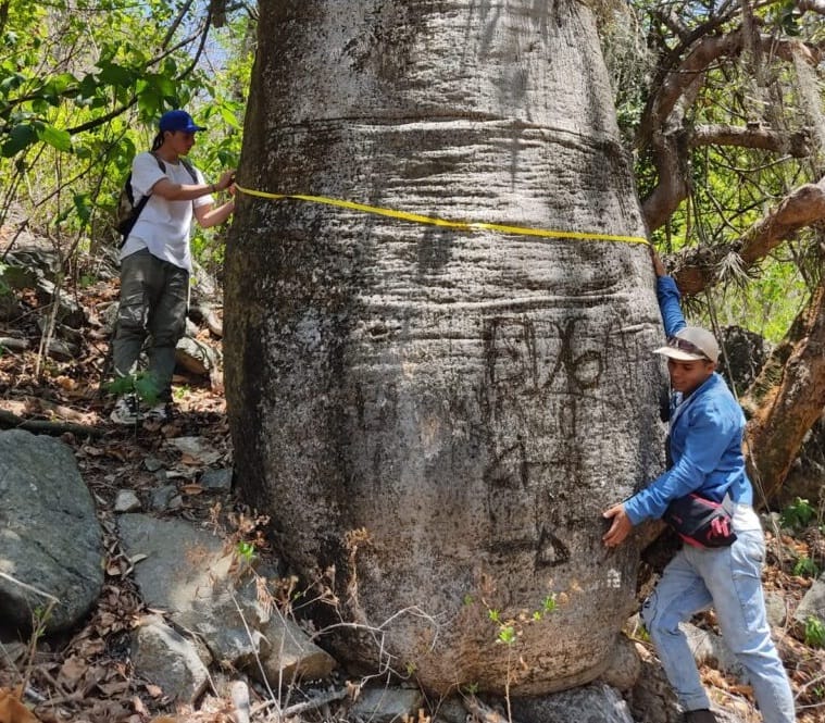 Estudiantes de Ingeniería Forestal promueven vivero en la UIS Málaga imagen de la publicación