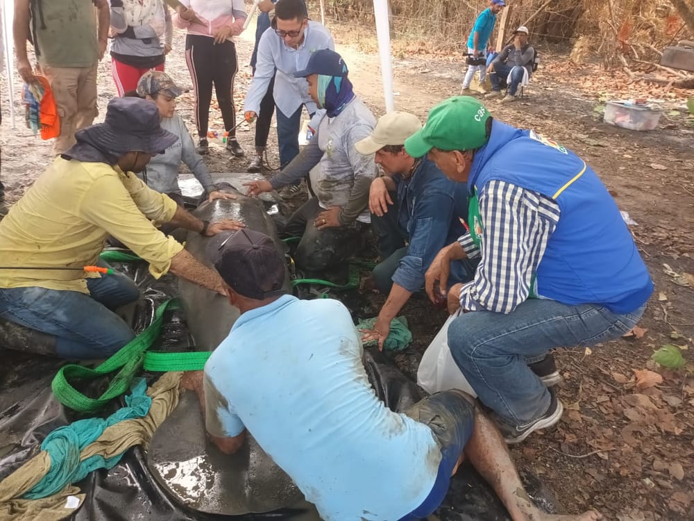 Red de Varamientos rescató manatíes en Santander imagen de la publicación