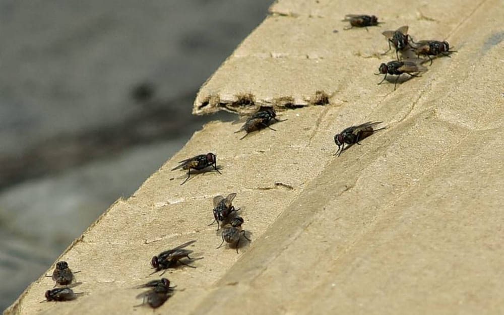 Alcaldes trabajan en conjunto para mitigar proliferación de moscas imagen de la publicación