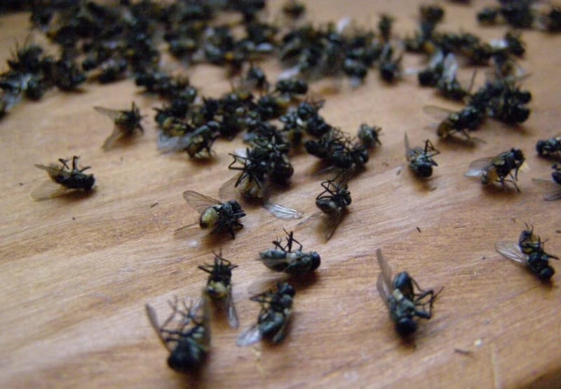 Habitantes de la Mesa de los Santos marcharán por el control de plagas de moscas imagen de la publicación