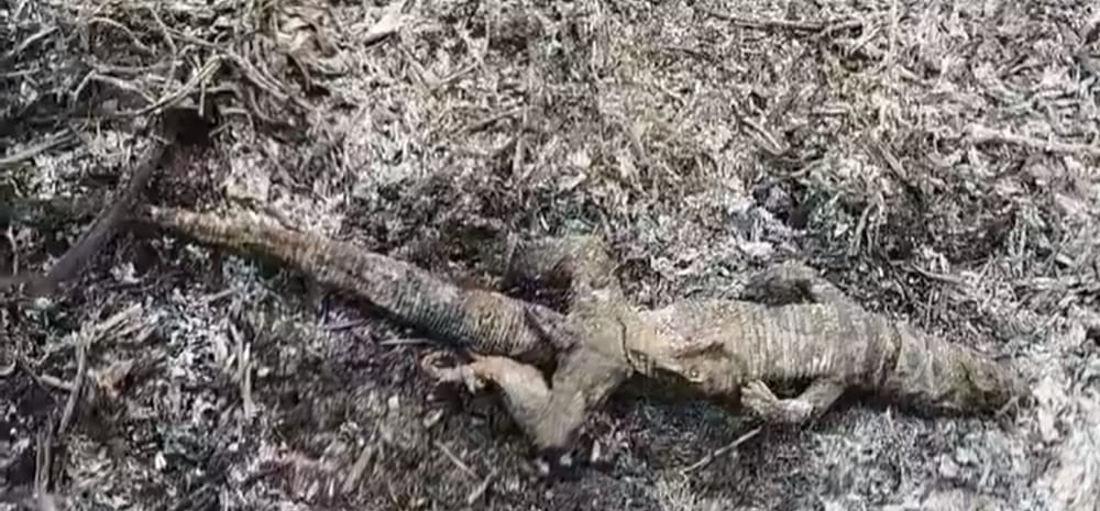 Desgarradoras escenas de fauna silvestre calcinada por incendio forestal imagen de la publicación