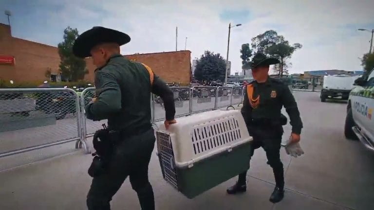 Marmosa y crías fueron rescatadas en camión de frutas imagen de la publicación