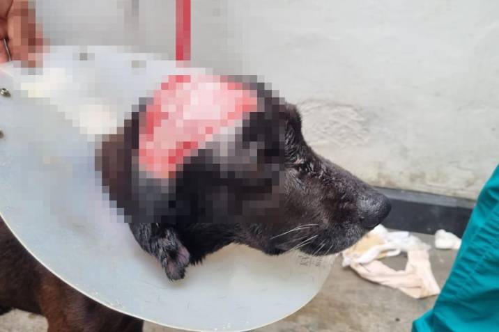 Con cárcel pagará por apuñalar al perro de su vecino en Girón imagen de la publicación