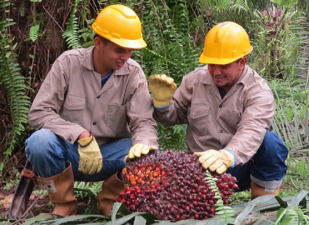 Producción de aceite de palma en Colombia cae en marzo, pero el sector mantiene indicadores positivos imagen de la publicación