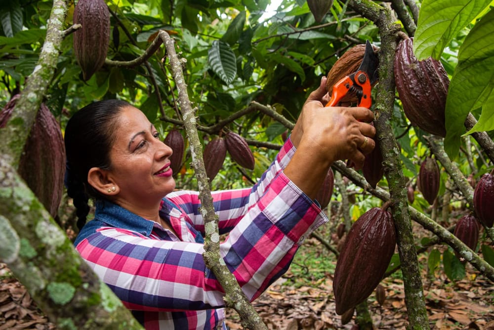 Una mujer de armas tomar y de cacao fino cultivar imagen de la publicación