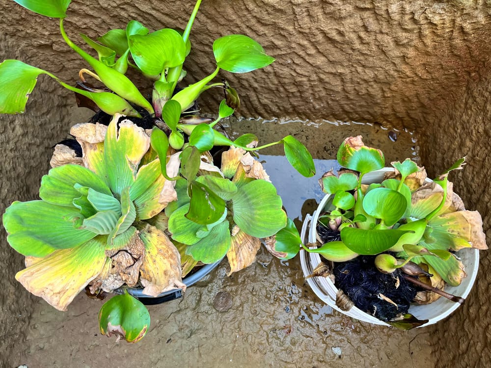 Se notifica quinta víctima por posible contagio de Dengue imagen de la publicación