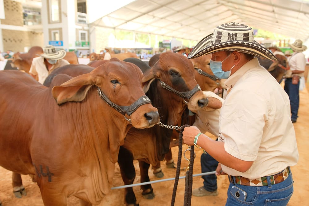 Fortalecimiento del sector agropecuario con innovación y nuevos conocimientos imagen de la publicación