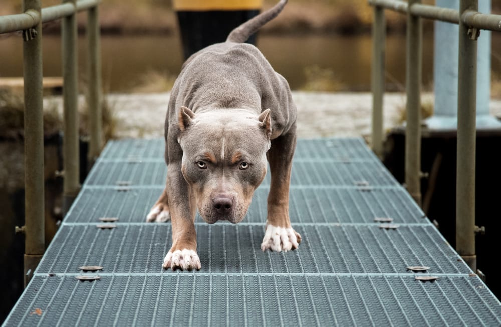 Perros pitbulls matan a un bebé de 15 meses imagen de la publicación