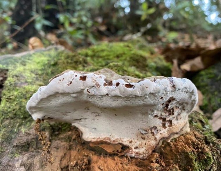Estudiantes de UIS Málaga investigan insectos y hongos en bosques de García Rovira imagen de la publicación