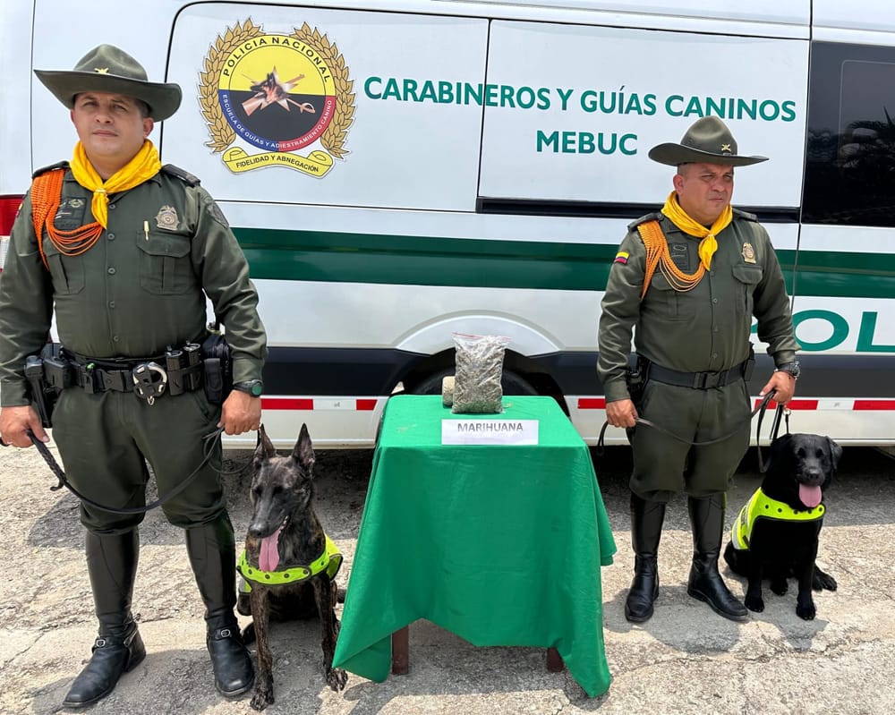 VIDEO. Canino se 'olfateó' la 'merca' en una encomienda a Bucaramanga imagen de la publicación