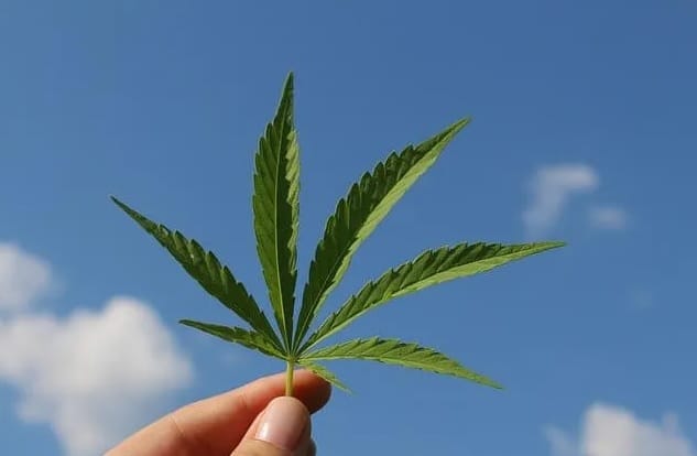 Alemania aprueba ley de cannabis recreativo imagen de la publicación