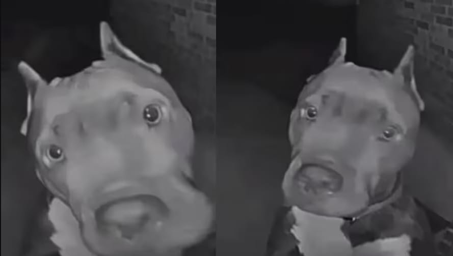VIDEO. Bruce, el perrito que toca el timbre a altas horas para jugar imagen de la publicación