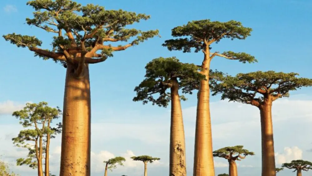 Investigadores colombianos destacan en la creación del 'Árbol de la Vida' más completo imagen de la publicación