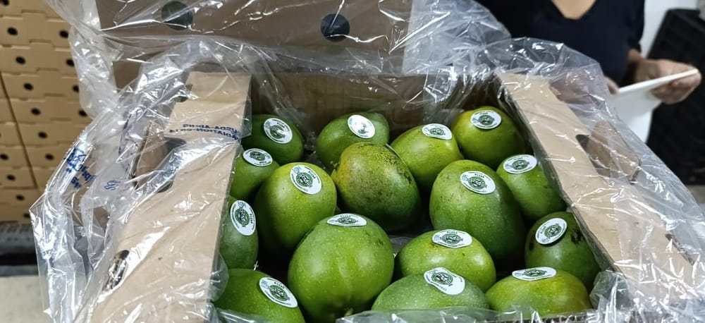 Colombia exporta mango de azúcar a los Estados Unidos imagen de la publicación