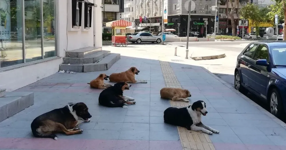 Estudian sacrificar a cuatro millones de perros callejeros imagen de la publicación