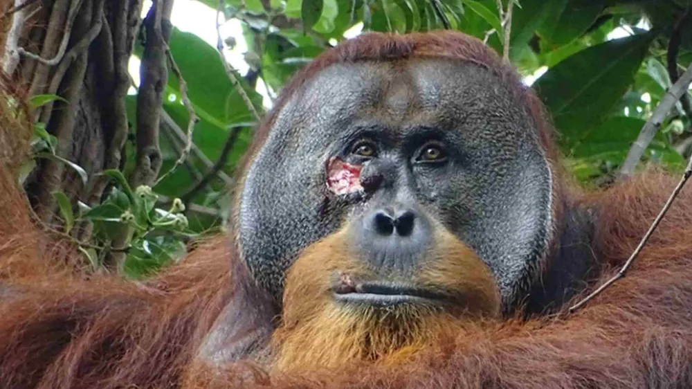 Orangután se cura a sí mismo con planta medicinal imagen de la publicación