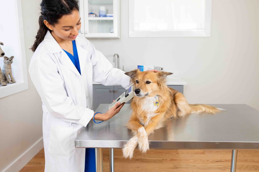 Importancia de la desparasitación externa en perros y gatos imagen de la publicación