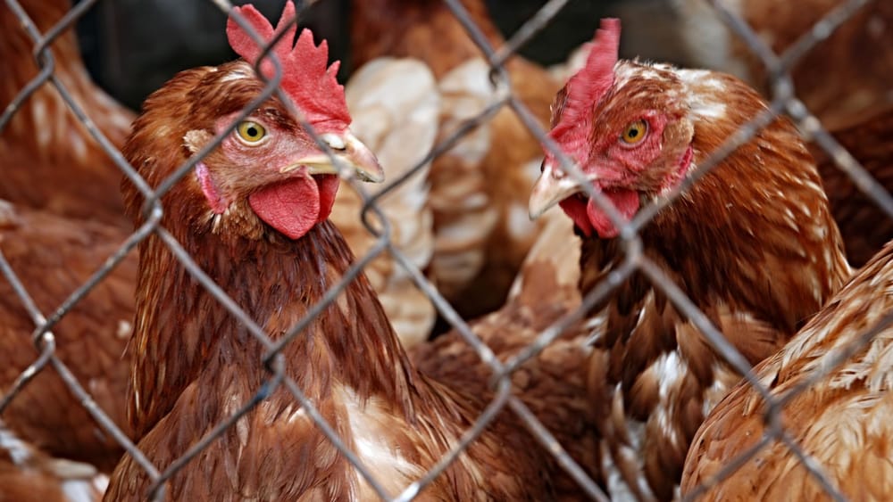 Nuevo método de desinfección beneficia industria avícola de Santander imagen de la publicación