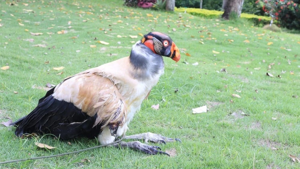 Rey Gallinazo no sobrevivió a sus lesiones a pesar de los tratamientos de la CAS imagen de la publicación