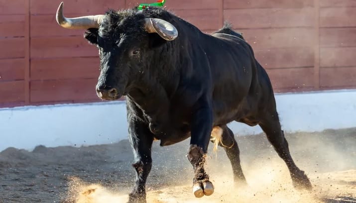 Aprueban la prohibición de corridas de toros en Colombia imagen de la publicación