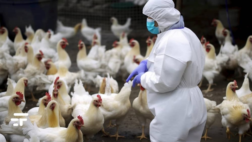 Gripe Aviar H5N2: OMS reporta primer muerte humana en México imagen de la publicación