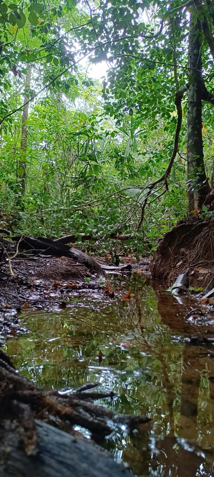 Importancia de preservar los bosques tropicales imagen de la publicación