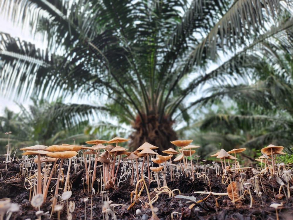 Vida palmera captada a través de una lente imagen de la publicación