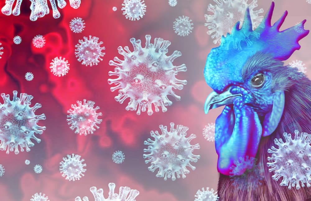 Gripe aviar pone en alerta al mundo sobre una posible nueva pandemia imagen de la publicación