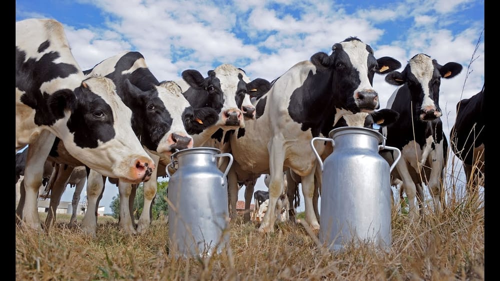 Presidenta de Asoleche pide medidas urgentes al gobierno imagen de la publicación