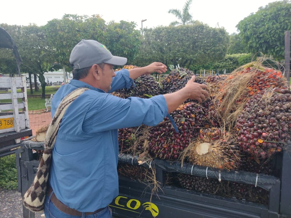 Pamicultores están siendo víctimas de criminales en Sabana de Torres imagen de la publicación