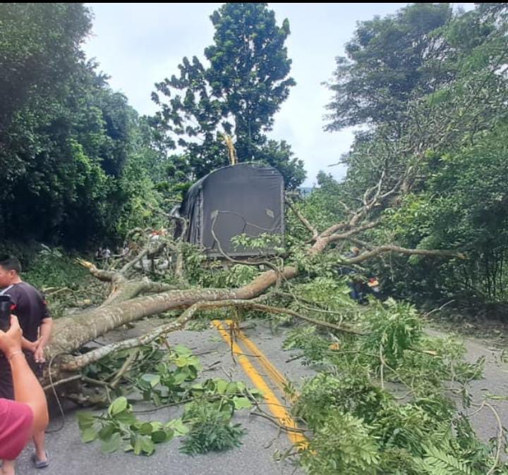 Árbol caído colapsó movilidad entre Bucaramanga y San Gil imagen de la publicación