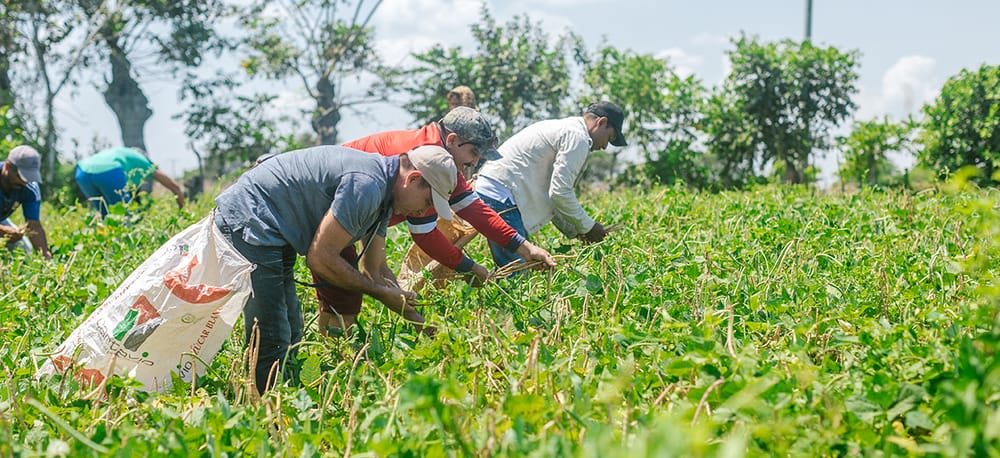 Ministra de Agricultura propone alianza con la banca para potenciar el agro imagen de la publicación