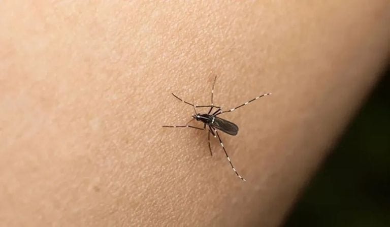 Dengue en Santander ya ha causado 10 fallecimientos imagen de la publicación