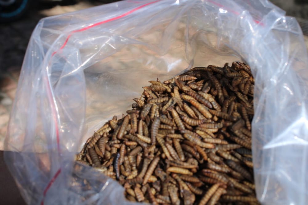 UIS Málaga apuesta por insectos como fuente de proteína sostenible imagen de la publicación