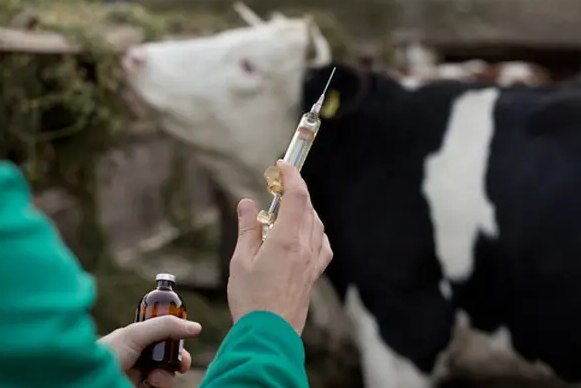 En julio comienza la vacunación bovina en Floridablanca imagen de la publicación