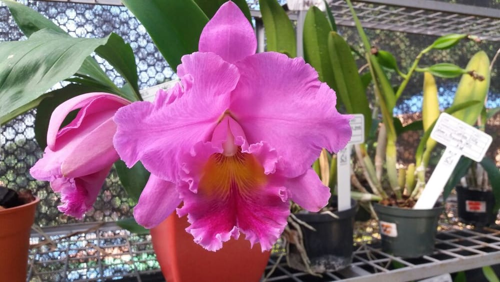 Orquídeas de Santander están en riesgo de desaparecer imagen de la publicación