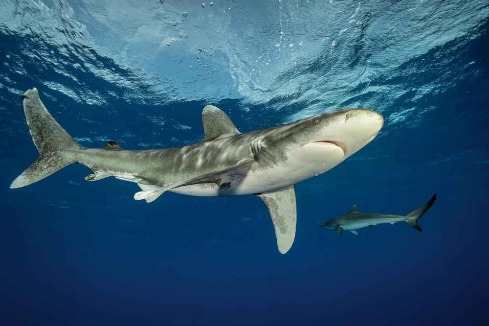 Tiburones dan positivo para cocaína imagen de la publicación