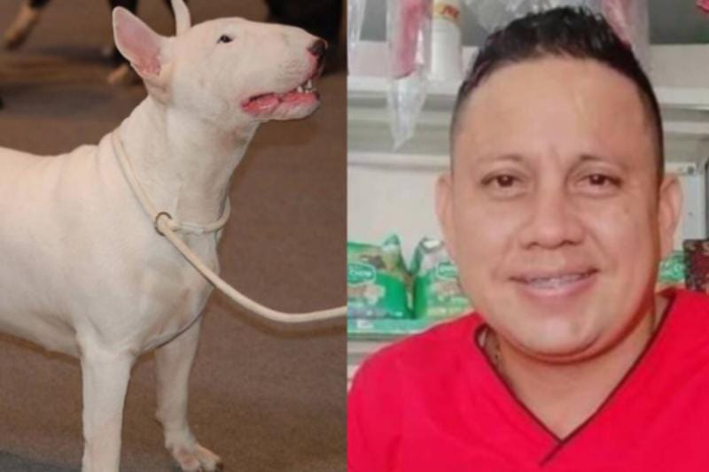 Veterinario perdió sus ojos en brutal ataque de bull terrier imagen de la publicación