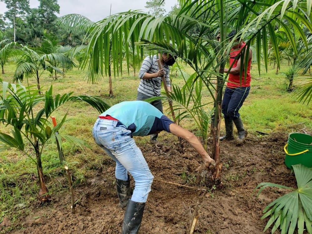 Campesinos colombianos lideran conversaciones en la COP16 de biodiversidad imagen de la publicación