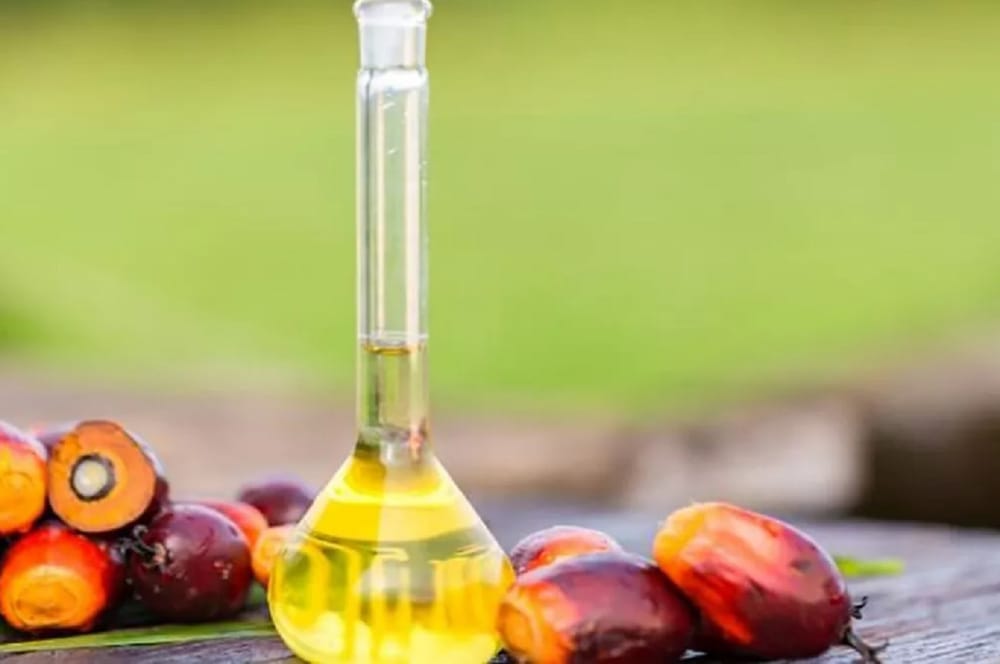 Cultivadores de Palmas del César están unidos por la sostenibilidad imagen de la publicación