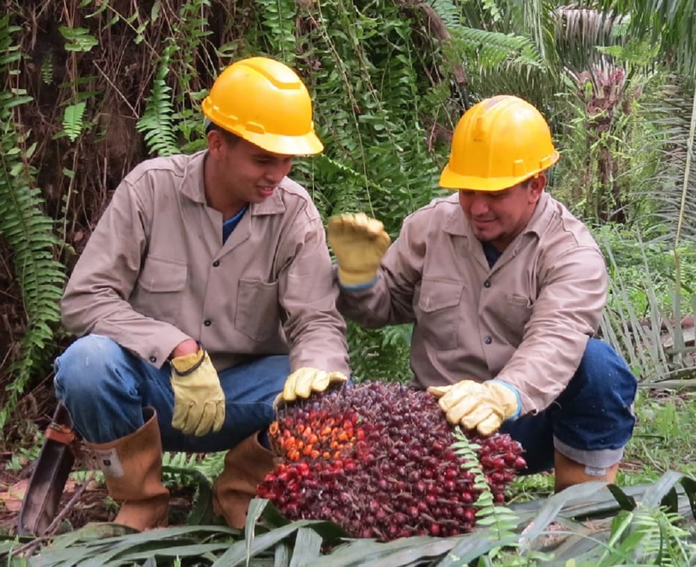 Fedepalma alza la voz contra extorsiones en el Catatumbo imagen de la publicación