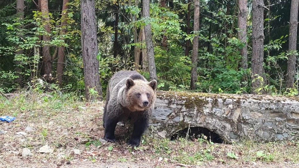 Aprueban ley que autoriza la caza de osos imagen de la publicación