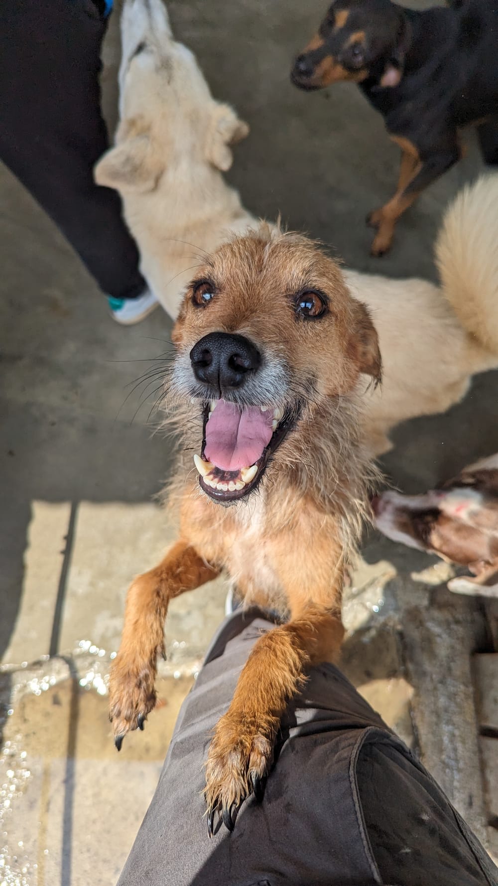 "Dar con Amor”: un refugio de esperanza para perros y gatos en Bucaramanga imagen de la publicación
