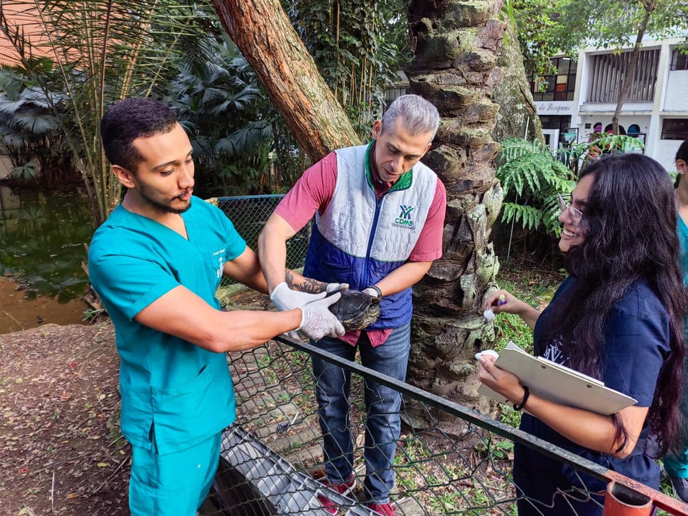 La CDMB adelantó la primera fase de rescate de tortugas del lago de la UIS imagen de la publicación