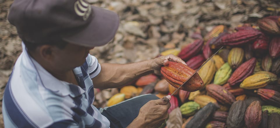 Colombia busca los mejores cacaos para el programa Cacao of Excellence 2025 imagen de la publicación