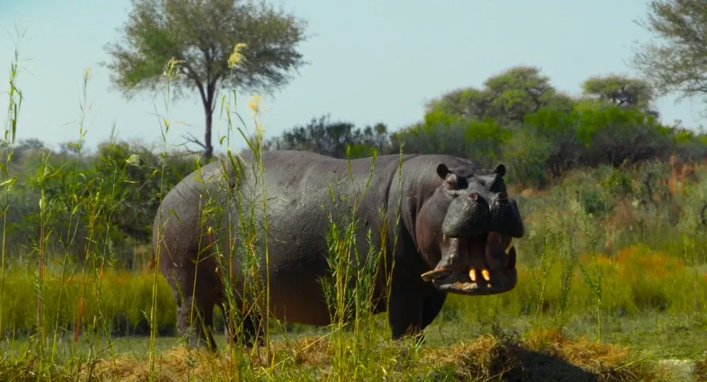 “Pepe” llega a las salas de cine: una película que explora la vida del hipopótamo y los desafíos ambientales en Colombia imagen de la publicación